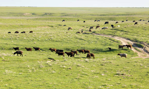 istock Sheep in the pasture in the open air 678413950