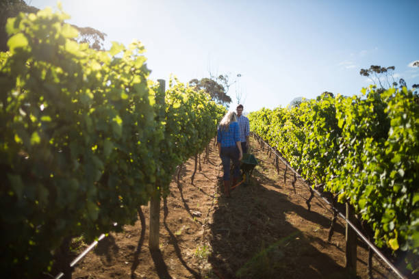 istock Couple standing by wheelbarrow amidst plants at vineyard 678413994