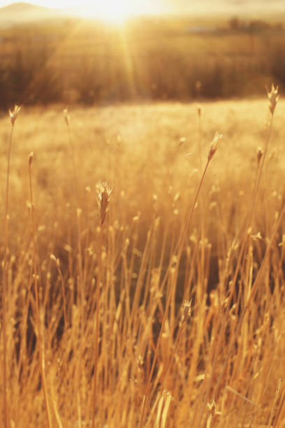 istock Tall Dry Grass at Sunset with Genuine Lens Flare 678417814