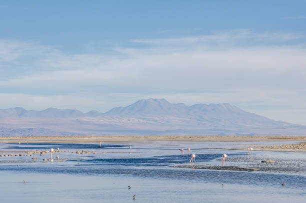 istock Flamingos at Chaxa Lagoon in Atacama Desert, Chile. 678419608