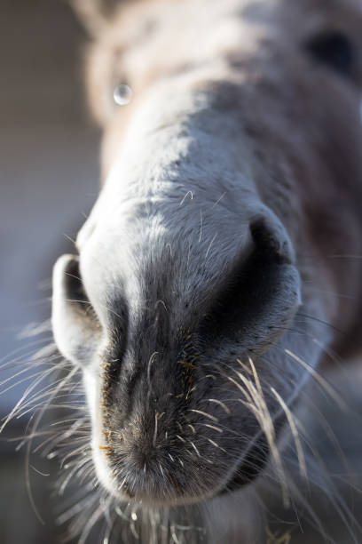 istock An ass's nose on the farm 678421630