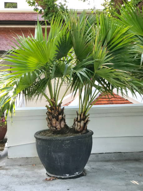 istock Kerriodoxa elegans or White elephant palm or Praya thalang. 678422754