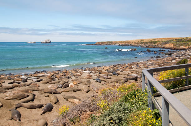 elephant seals w: piedras blanca north of san simeon on the central coast of california usa - san simeon zdjęcia i obrazy z banku zdjęć