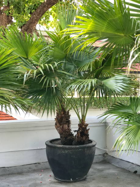 istock Kerriodoxa elegans or White elephant palm or Praya thalang. 678427068