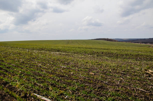 istock Green field of wheat on spring 678433678