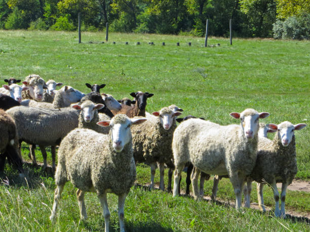 istock Herd of sheep on a meadow 678434632