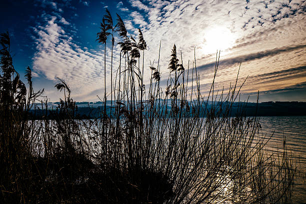 Calm surface of the pond. In the foreground is a reed. The sky is blue with white clouds.