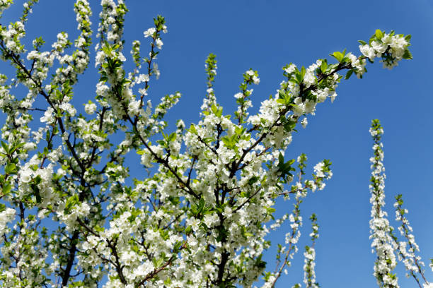 istock Bunches of white cherry blossoms 678443348