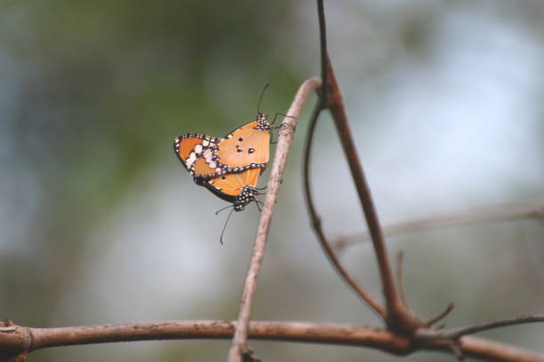 Orange butterflies are breeding on branches in Thailand.