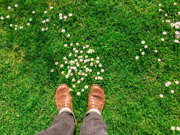 Daisies growing in a grass lawn or park in springtime. POV shot including legs and long shadows cast by early evening sun.