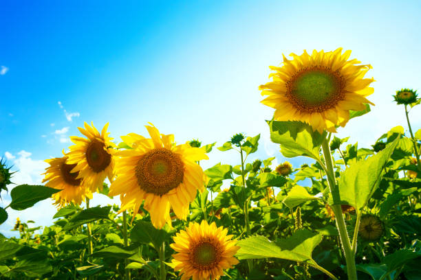 istock Sunflowers on background of blue sky 678448774