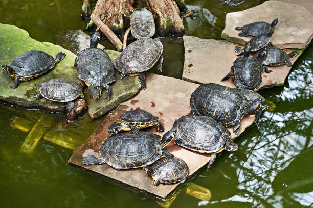 340+ Red Ear Slider Turtle Stock Photos, Pictures & Royalty-Free Images