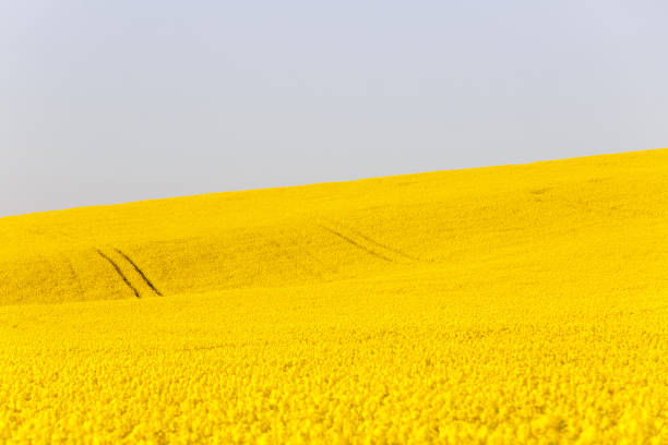 istock Extensive field of rapeseed 678455230