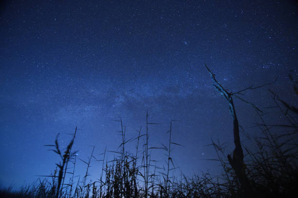 istock Night sky with the Milky Way over the forest and trees 678463470
