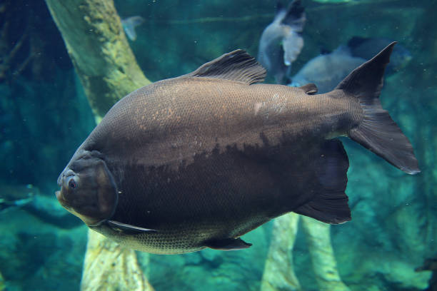 istock Gray big fish deep in the blue sea under water. 678463504