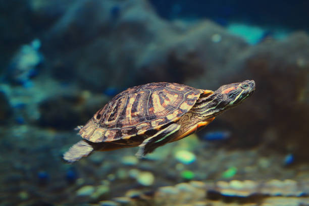 istock Sea turtle in blue dark water at depth. 678463772
