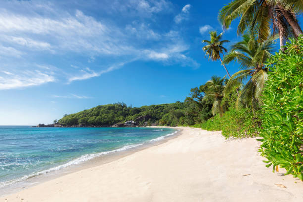 istock Tropical white sand beach in Caribbean island with palm trees. 678466696