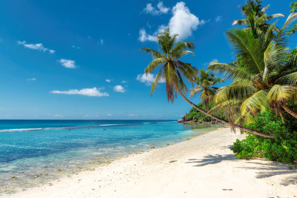 istock Palm trees on white sand in tropical island. 678466736