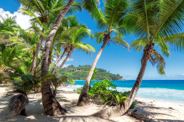 istock Palm trees on tropical island - Paradise on Seychelles. 678466878