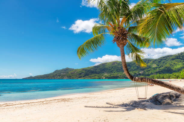 Famous Beau Vallon beach with coconut palm tree on Seychelles. stock photo