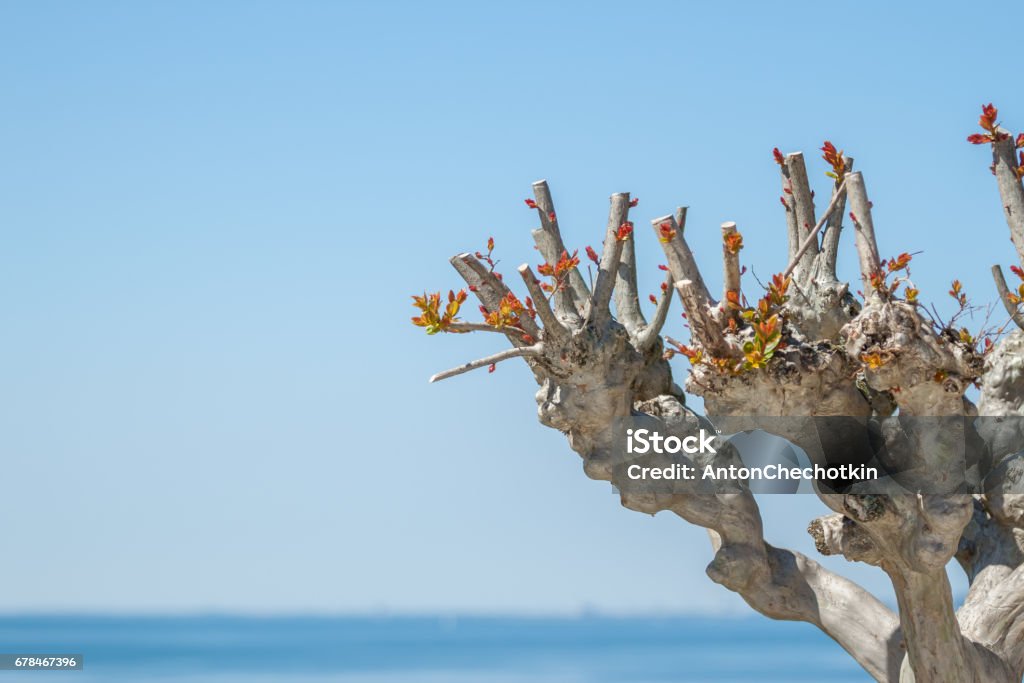 Tree With Cut Off Branches Sky Background Stock Photo Download Image Tree With Cut Off Branches Sky Background Stock Photo Download Image