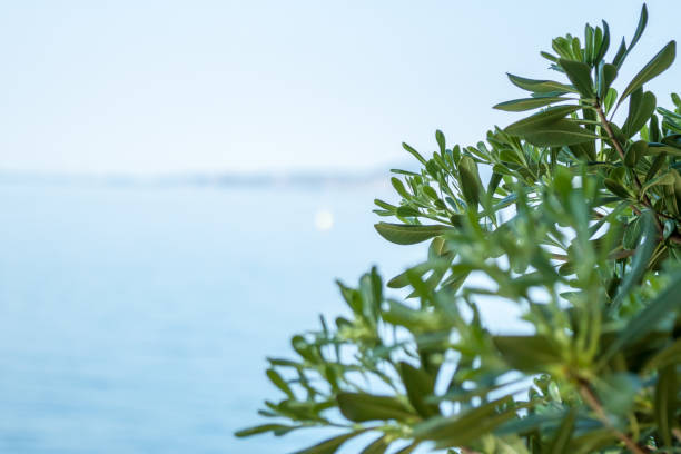 istock bush with green leaves sea and sky background 678467742