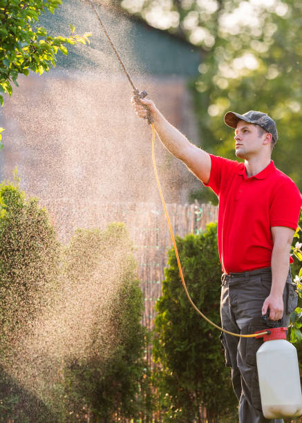 Gardener applying an insecticide fertilizer to his fruit shrubs, using a sprayer stock photo