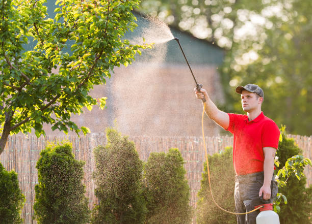 istock Gardener applying an insecticide fertilizer to his fruit shrubs, using a sprayer 678486960