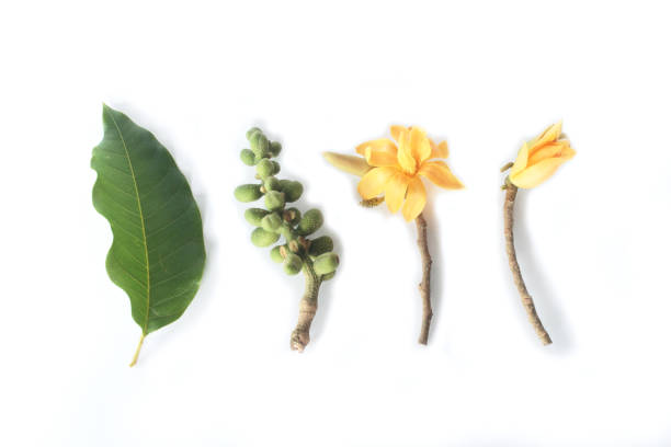 istock Beautiful yellow magnolia flower on white background 678489746
