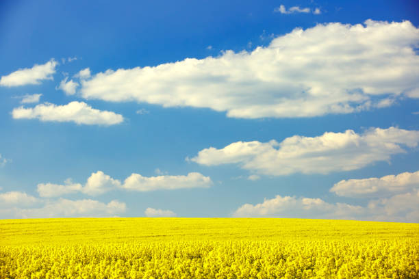 istock Extensive field of rapeseed 678489984