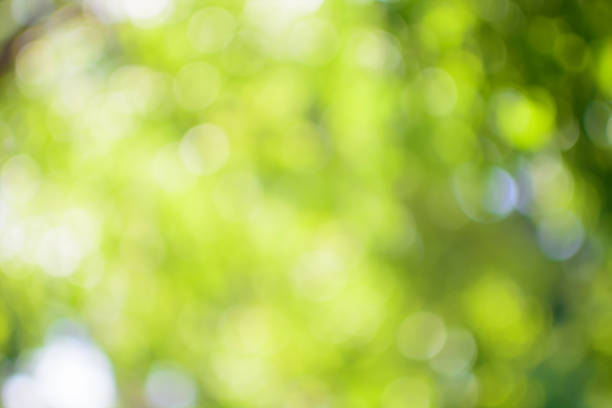 istock bokeh background of tree leaves 678490384