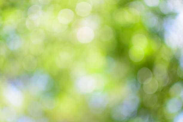 istock bokeh background of tree leaves 678490422