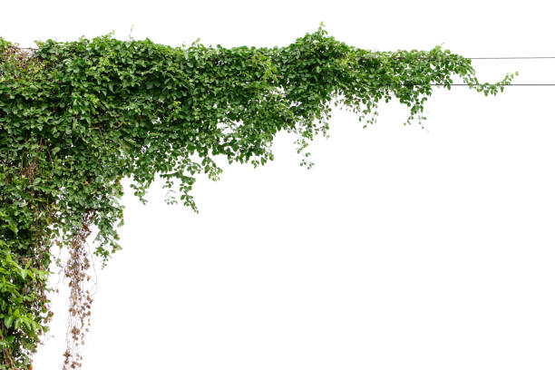 istock Plants ivy. Vines on poles on white background 678490424