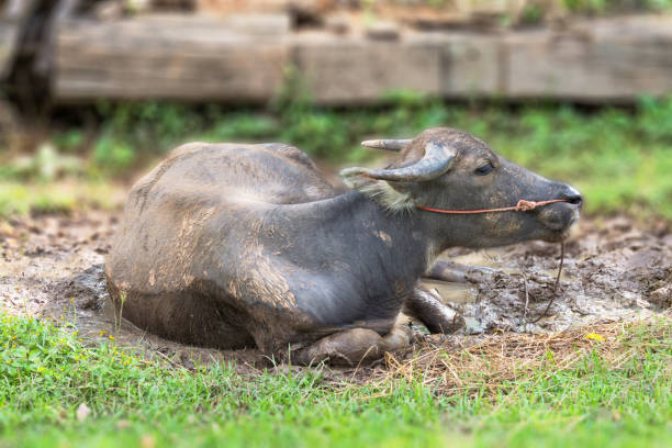istock Swamp buffalo lying in the sun hot. 678490460