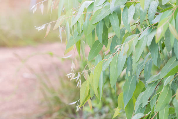 istock Eucalyptus leaves. branch eucalyptus tree nature background 678490616