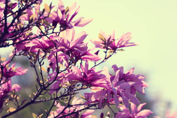 istock Blossom magnolia flowers against sky. Springtime 678495904