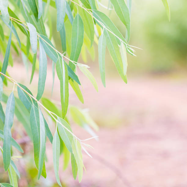 istock Eucalyptus leaves. branch eucalyptus tree nature background 678496206