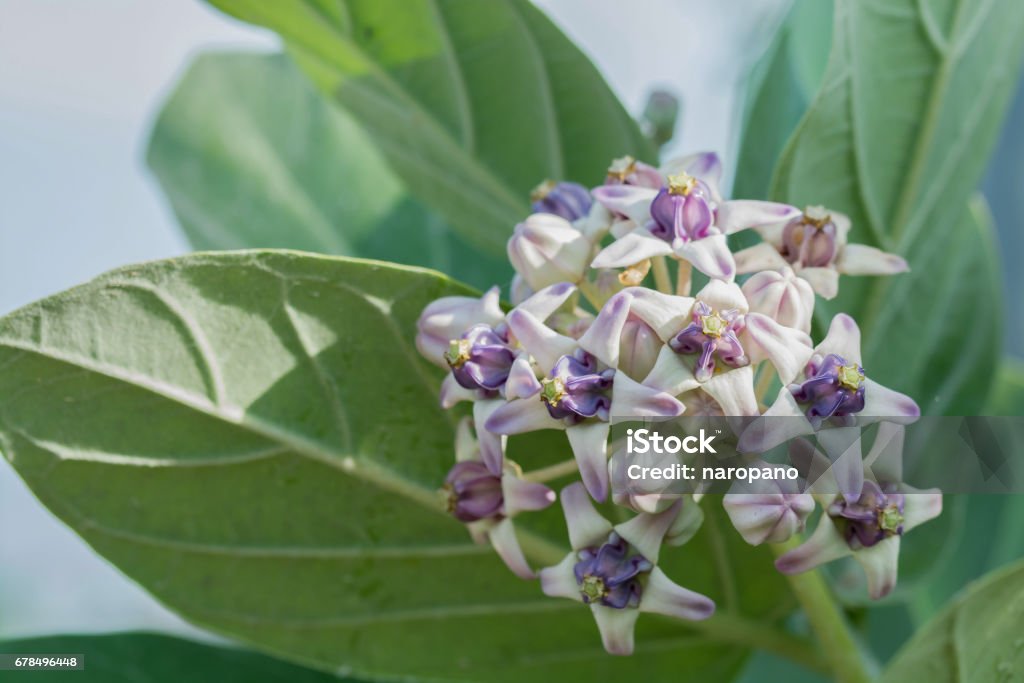Calotropis giantea flower Beauty Stock Photo