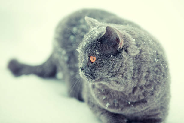 istock Blue British horthair hunting cat walking in snow during snowfall 678496906