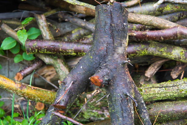 istock Pile of wood 678497404
