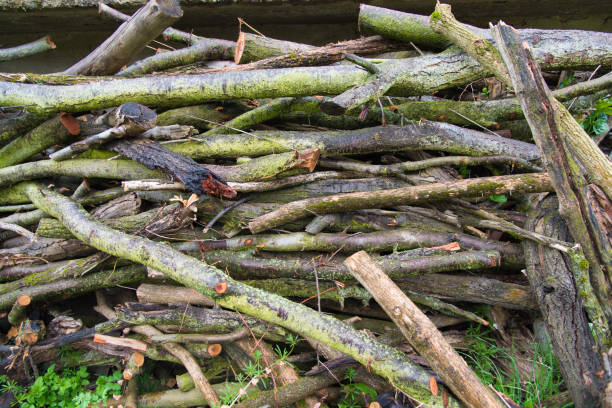 istock Pile of wood 678497930