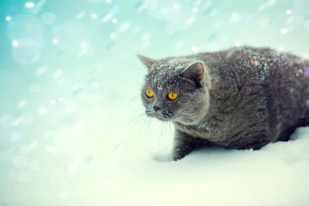 istock Blue British horthair hunting cat walking in snow during snowfall 678498182