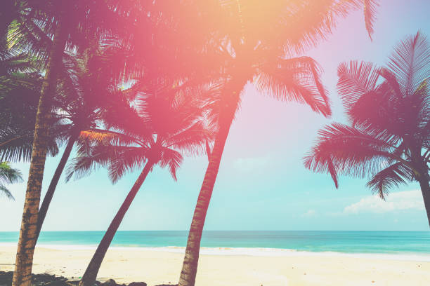 istock Coconut trees and turquoise Indian Ocean 678500956