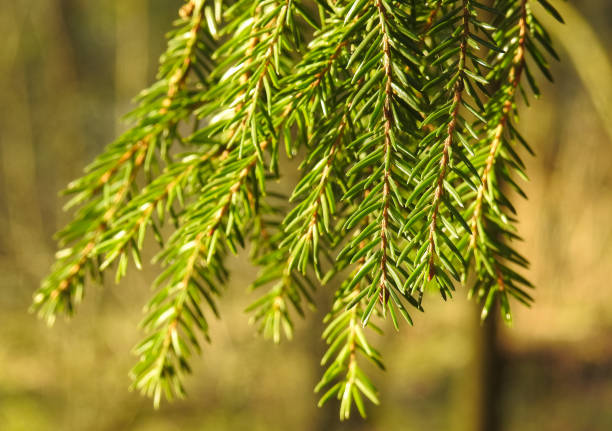 istock In the forest of Northern Asia 678501704