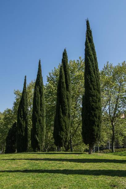 istock Row of cypresses. 678510724