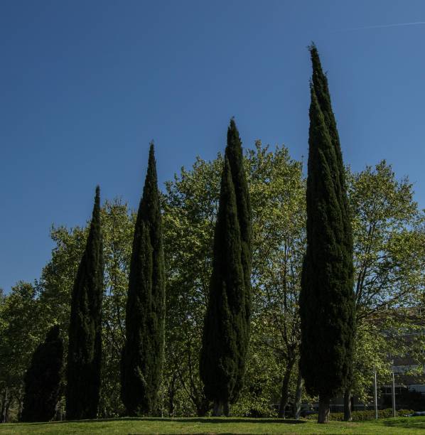 istock Row of cypresses. 678510802