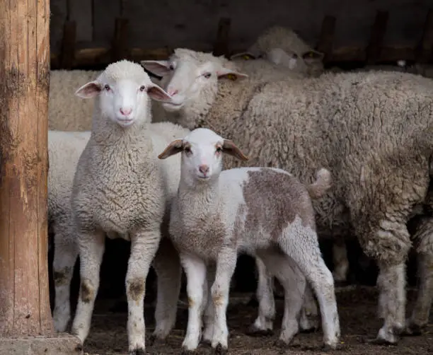 Cute lambs standing in pen and looking in camera with sheep behind