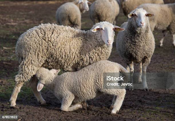 Lamb Suckling Sheep Stock Photo - Download Image Now - Agricultural Field, Agriculture, Animal