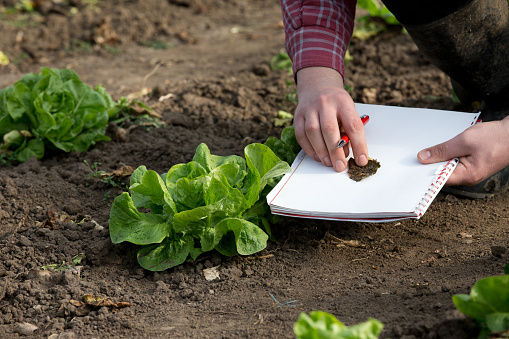 Farmer with notebook and pencil checking green salad quality and plant disease in vegetable garden