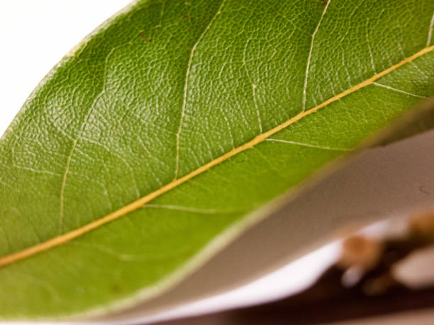 istock dried bay leaf green herb for cooking 678526934